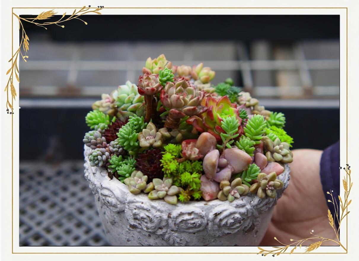 多肉拼盆的方式方法