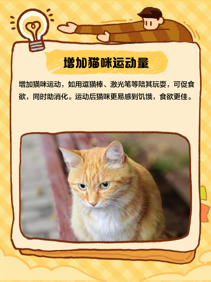 猫咪一直不吃东西怎么办